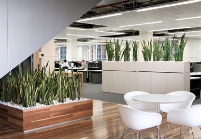 diseñar una oficina con plantas