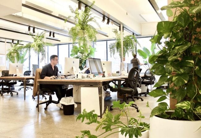 Decorar oficinas abiertas con plantas